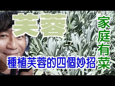 門口種芙蓉